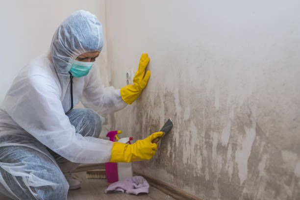 Best Emergency Mold Remediation in Woodland Beach, MI